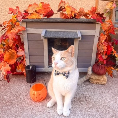 Aivituvin Insulated Wooden Cat House With Soft Liner | Waterproof Roof-AIR12-IN 1 Aivituvin Insulated Wooden Cat House With Soft Liner | Waterproof Roof-AIR12-IN