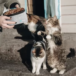 PetAmi Travel Dog Food Bag, Pet Cat Collapsible Bowls Set, Portable Foldable Waterproof Lining -BlueBuffalo Sales Store GUEST 04d78015 d902 4962 9eb1 5ff24cee4c4d