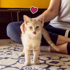 Temptations Salmon And Milk Flavor Crunchy Kitten Treats - 6.3oz 16 Temptations Salmon And Milk Flavor Crunchy Kitten Treats - 6.3oz -BlueBuffalo Sales Store GUEST 0ce87cba 5257 42bb a137 649a6735fc71