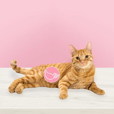 Blue Buffalo True Solutions Blissful Belly With Chicken Digestive Care Adult Dry Cat Food - 11lb 2 Blue Buffalo True Solutions Blissful Belly With Chicken Digestive Care Adult Dry Cat Food - 11lb - Image 2