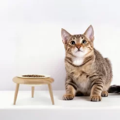 Unique Bargains Elevated Cat Bowl Beige 1 Set 9 Unique Bargains Elevated Cat Bowl Beige 1 Set -BlueBuffalo Sales Store GUEST 1f25db5e 2c8b 400c 9110 ad71b8adedf7