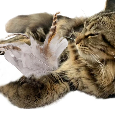 Unique Bargains Cat Feather Plaything Cat Wand Replacement Feather Fluffy Plume Gray Brown 3 Pcs 2 Unique Bargains Cat Feather Plaything Cat Wand Replacement Feather Fluffy Plume Gray Brown 3 Pcs - Image 2