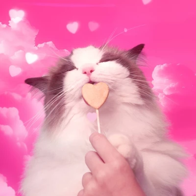 Bonkers Purrpops Salmon Flavor Freeze-Dried Cat Treats - 0.2oz/4ct 8 Bonkers Purrpops Salmon Flavor Freeze-Dried Cat Treats - 0.2oz/4ct - Image 8