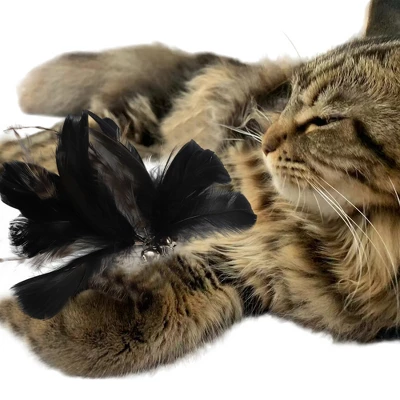 Unique Bargains Cat Feather Plaything Cat Wand Replacement Feather Fluffy Plume Black Brown 3 Pcs 2 Unique Bargains Cat Feather Plaything Cat Wand Replacement Feather Fluffy Plume Black Brown 3 Pcs - Image 2
