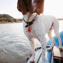 Lifekey Fetch Smart Pet Tag -BlueBuffalo Sales Store GUEST 40adc225 169e 4394 a44f 8261bb0ae7ae