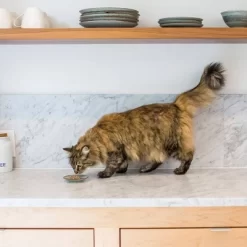 I And Love And You Savory Salmon Pate Wet Cat Food - 3oz -BlueBuffalo Sales Store GUEST 42099ea4 6acd 47ab bd0c 1b7ec6889926