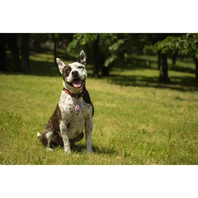 Tickless Natural Flea & Tick Repellent For All Dog Sizes - Pink 1 Tickless Natural Flea & Tick Repellent For All Dog Sizes - Pink