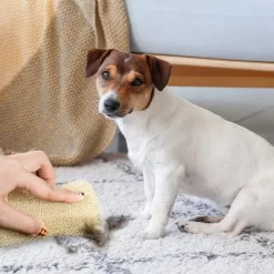 Grand Fusion Silicone Pet Hair Remover 2 Pk, Made In The USA -BlueBuffalo Sales Store GUEST 5d1f31dd 048e 4dc7 a101 e17c0ae0b314 1