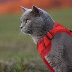 Unique Bargains Cat Harness And Leash With Reflective Strips Large Red 1 Set -BlueBuffalo Sales Store GUEST 698c7e47 d845 4681 bdbe 3933076b4a34