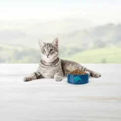 Blue Buffalo Tastefuls Sensitive Stomach Natural Adult Dry Cat Food With Chicken 12 Blue Buffalo Tastefuls Sensitive Stomach Natural Adult Dry Cat Food With Chicken -BlueBuffalo Sales Store GUEST 789ec79f 30e4 4cc6 92c0 56ca91867ec3