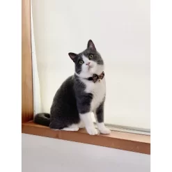 Necoichi Gilded Gold Bow Tie Cat Collar -BlueBuffalo Sales Store GUEST 7c5b5354 dce8 41e5 b04c 6e8c0ff2a3a2