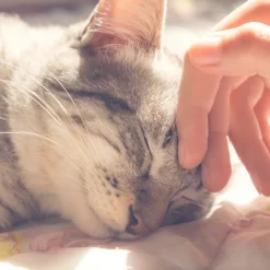 Cat House - Indoor Bed With Removable Foam Cushion - Cat Cave For Puppies, Rabbits, Guinea Pigs, And Other Small Animals By PETMAKER (Animal Print) -BlueBuffalo Sales Store GUEST 7ffca1c3 7c60 4b21 afad 2d43e9036598