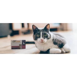 CapAction Flea Treatment For Cats - 2-25lbs -BlueBuffalo Sales Store GUEST 885f41c9 2361 4294 a1e5 7fc18ce60f01
