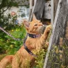Unique Bargains Escape Proof Lightweight Cat Harness And Leash Set For Large And Small Cat Travel Walking Pink