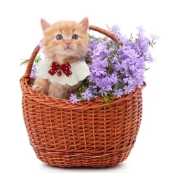 Unique Bargains Pet Lace Bib Collar Red Black 2 Pcs -BlueBuffalo Sales Store GUEST 957cfa41 a6b8 470b 9930 5c84f358d127