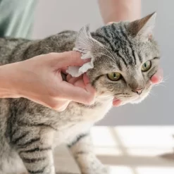 Urine Gone Pet Wipes For Ears, Paws And Butts - 2pk -BlueBuffalo Sales Store GUEST 9b6c4d44 41e3 48dc 9e82 61c1ebdb0521