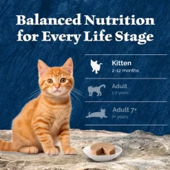 Blue Buffalo Wilderness High Protein Grain Free Natural Kitten Pate Wet Cat Food With Salmon Recipe - 3oz -BlueBuffalo Sales Store GUEST a00e10c5 b0e2 449f 85b0 b2a91be6df7c