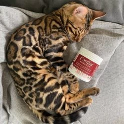 Fera Pet Organics Cardiac Heart Support Powder For Dogs And Cats - Fish Flavor -BlueBuffalo Sales Store GUEST a09ce33a 9370 4f37 8458 534c9ff7bdfb