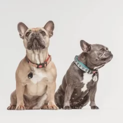 Tickless Natural Flea & Tick Repellent For All Dog Sizes - Black 7 Tickless Natural Flea & Tick Repellent For All Dog Sizes - Black -BlueBuffalo Sales Store GUEST a60022c8 93cb 4b6f bf02 1ab0e55ce625