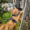 Unique Bargains Escape Proof Lightweight Cat Harness And Leash Set For Large And Small Cat Travel Walking Gray