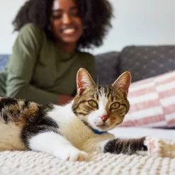 IAMS Proactive Health Sensitive Digestion & Skin With Turkey Adult Premium Dry Cat Food -BlueBuffalo Sales Store GUEST b0288602 6fec 4073 bac9 66e406382fcd