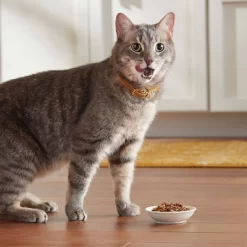 Meow Mix Tender Favorites With Liver, Turkey, Chicken & Beef Flavors Wet Cat Food - 2.75oz/24ct Variety Pack -BlueBuffalo Sales Store GUEST b34d82f2 b141 40a2 8588 279ba69b901e