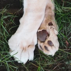 Urine Gone Pet Wipes For Ears, Paws And Butts - 2pk -BlueBuffalo Sales Store GUEST bcbdb4f8 cda7 445f a981 e930fe657f4d