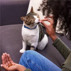 Temptations Rockin' Lobster Crunchy Cat Treats -BlueBuffalo Sales Store GUEST be0b5f40 293f 482d a8c0 a565357e09f9