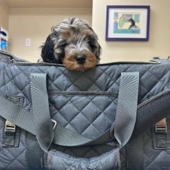 Rocket & Rex Small Cat And Dog Carrier 12 Rocket & Rex Small Cat And Dog Carrier -BlueBuffalo Sales Store GUEST c6db46fb a95b 4ebf bd7f a09af3d7e06e