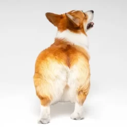 Urine Gone Pet Wipes For Ears, Paws And Butts - 2pk -BlueBuffalo Sales Store GUEST c81d4b9a 16b0 42a6 a423 8e34eed3f628