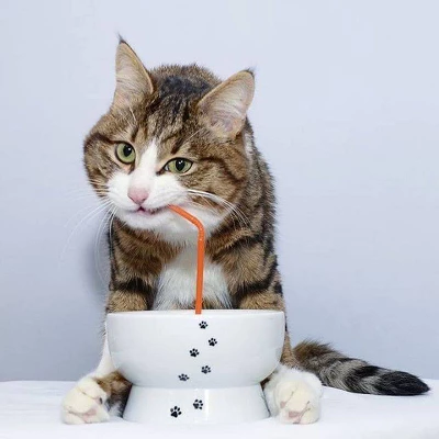 Necoichi Raised Cat Water Bowl 6 Necoichi Raised Cat Water Bowl - Image 6