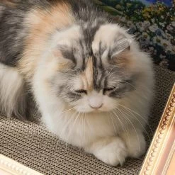 FairyLand™ - Oil Painting Cat Scratcher Bed – Cardboard Cat Scratching Lounge With Artistic Frame Design, Sturdy Corrugated Board, Cat Furniture -BlueBuffalo Sales Store GUEST d9033fce 252c 4a8e abfb d72bda152462