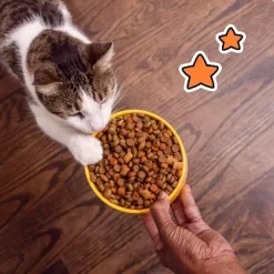 Temptations Tasty Chicken Flavor Dry Cat Food -BlueBuffalo Sales Store GUEST e9ecfe24 def6 4047 8a88 627a1fc9f332 1