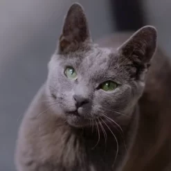 Reveal Pet Food Limited Ingredient Canned Variety Of Fish & Tuna Flavors In Broth Grain Free Wet Cat Food - 2.47oz/12ct -BlueBuffalo Sales Store GUEST ef4c6d71 9833 4c36 893e a42c380bfe82 1